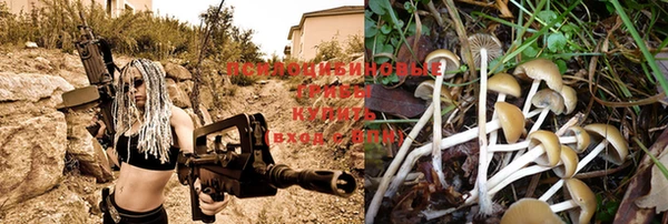 индика Гусев
